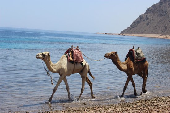 Bedouin Dinner Tour  Dahab