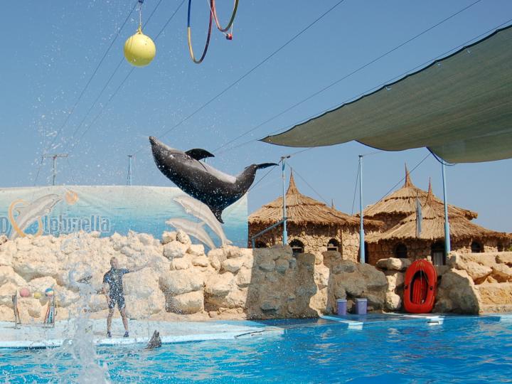 Dolphin Show Sharm