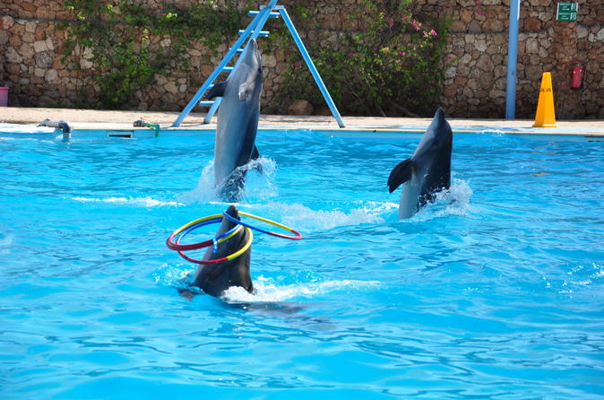 Dolphin Show Sharm