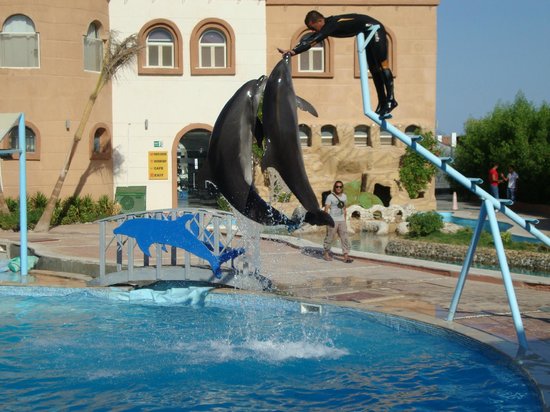 Dolphin Show Sharm