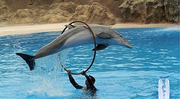 Dolphin Show Sharm