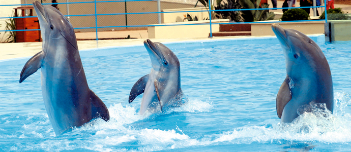 Dolphin Show Sharm