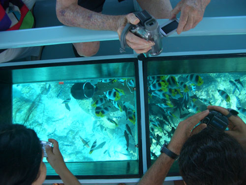 Glass bottom boat Tour Sharm